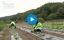 師匠　白菜を植える